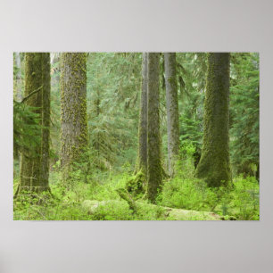 USA, Washington, Olympic National Park, Spring 3 Poster