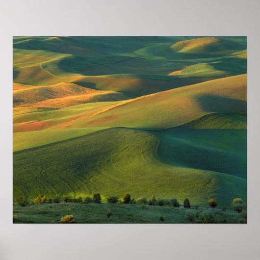 USA, Washington, Palouse, Whitman County Poster (Voorkant)