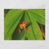 USA, Washington, Seattle, Discovery Park 2 Briefkaart (Voorkant)