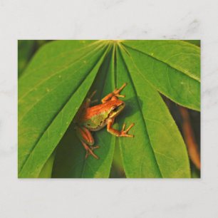 USA, Washington, Seattle, Discovery Park 2 Briefkaart