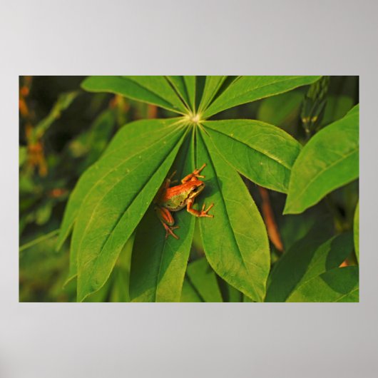 USA, Washington, Seattle, Discovery Park 2 Poster (Voorkant)