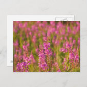 USA, Washington, Seattle, Discovery Park 3 Briefkaart (Voorkant / Achterkant)