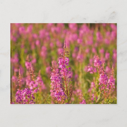 USA, Washington, Seattle, Discovery Park 3 Briefkaart (Voorkant)