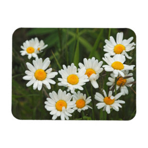 USA, Washington, Seattle, Puget Sound 3 Magneet