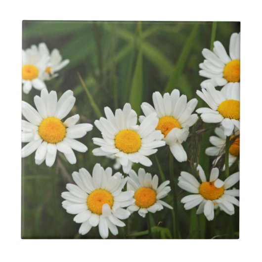 USA, Washington, Seattle, Puget Sound 3 Tegeltje (Voorkant)