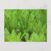 USA, Washington, Seattle, Washington Park Briefkaart (Voorkant)