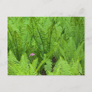 USA, Washington, Seattle, Washington Park Briefkaart