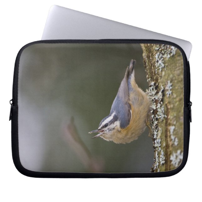 USA, Washington State, Red-brested Nuthatch, Laptop Sleeve (Voorkant)