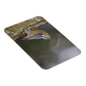 USA, Washington State, Red-brested Nuthatch, Magneet (Rechterzijde)
