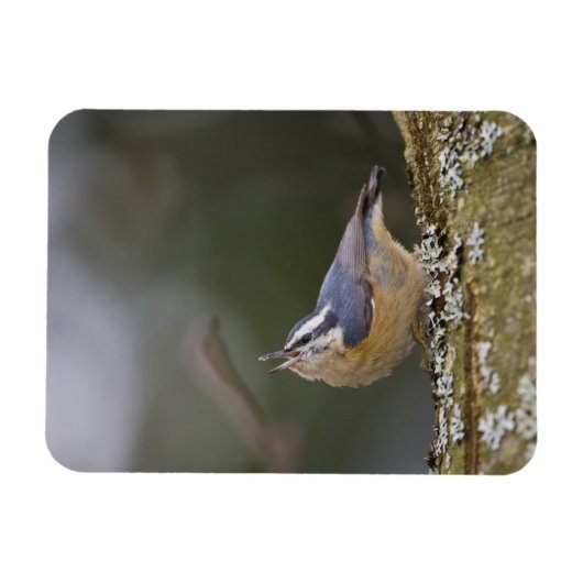 USA, Washington State, Red-brested Nuthatch, Magneet (Horizontaal)