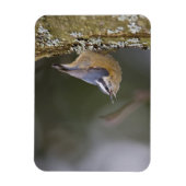 USA, Washington State, Red-brested Nuthatch, Magneet (Verticaal)