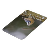 USA, Washington State, Red-brested Nuthatch, Magneet (Linkerzijde)