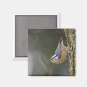 USA, Washington State, Red-brested Nuthatch, Magneet (Voorkant / Achterkant)