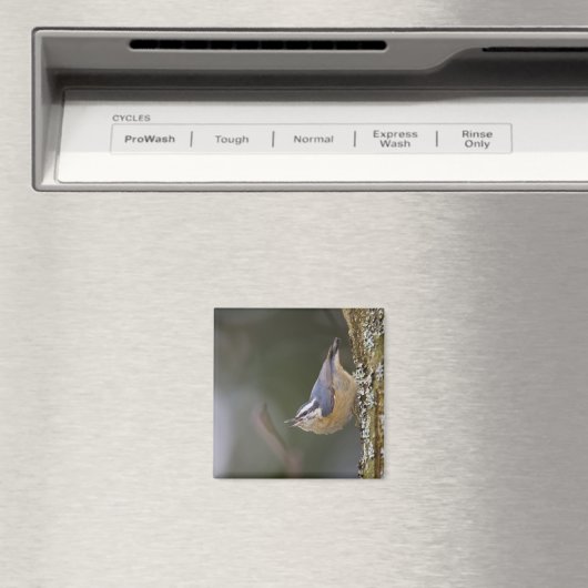 USA, Washington State, Red-brested Nuthatch, Magneet (Insitu (Vaatwasser))