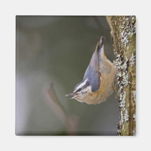 USA, Washington State, Red-brested Nuthatch, Magneet (Voorkant)