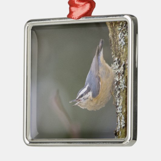 USA, Washington State, Red-brested Nuthatch, Metalen Ornament (Links)