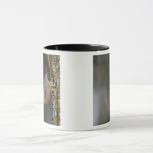 USA, Washington State, Red-brested Nuthatch, Mok (Midden)