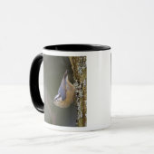 USA, Washington State, Red-brested Nuthatch, Mok (Voorkant links)