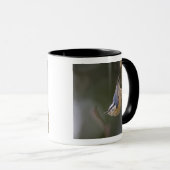 USA, Washington State, Red-brested Nuthatch, Mok (Voorkant rechts)