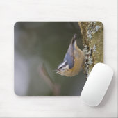 USA, Washington State, Red-brested Nuthatch, Muismat (Met muis)