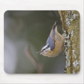 USA, Washington State, Red-brested Nuthatch, Muismat (Voorkant)