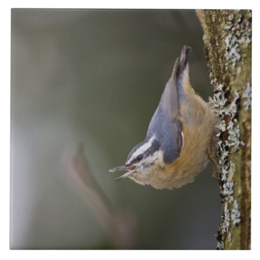 USA, Washington State, Red-brested Nuthatch, Tegeltje (Voorkant)