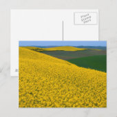 USA, Washington, Whitman County, Palouse, Canola Briefkaart (Voorkant / Achterkant)
