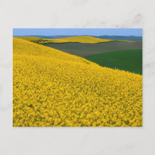 USA, Washington, Whitman County, Palouse, Canola Briefkaart