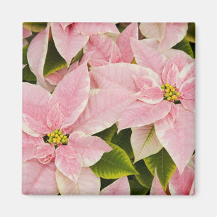 USA, Washington, Woodinville, Molbak's Nursery, 4 Magneet