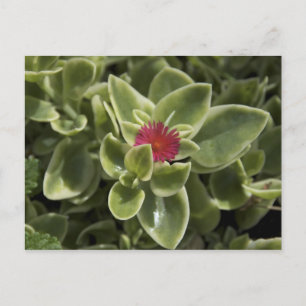 USA, Washington, Woodinville, Sedum flower Briefkaart
