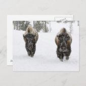 USA, WY, Yellowstone NP, American Bison (Bison) Briefkaart (Voorkant / Achterkant)