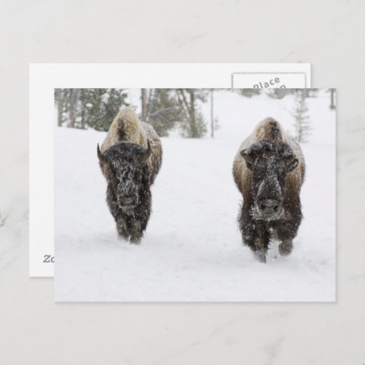 USA, WY, Yellowstone NP, American Bison (Bison) Briefkaart (Voorkant / Achterkant)