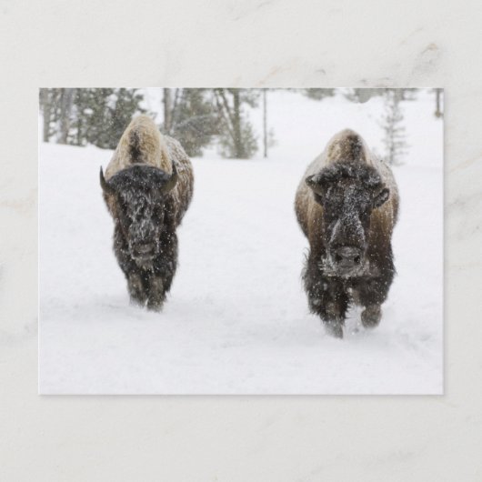 USA, WY, Yellowstone NP, American Bison (Bison) Briefkaart (Voorkant)