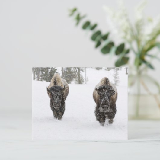 USA, WY, Yellowstone NP, American Bison (Bison) Briefkaart (Staand voorkant)
