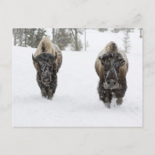 USA, WY, Yellowstone NP, American Bison (Bison) Briefkaart