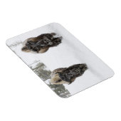 USA, WY, Yellowstone NP, American Bison (Bison) Magneet (Rechterzijde)