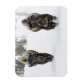 USA, WY, Yellowstone NP, American Bison (Bison) Magneet (Verticaal)