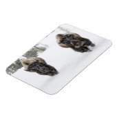 USA, WY, Yellowstone NP, American Bison (Bison) Magneet (Linkerzijde)