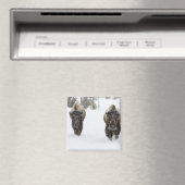 USA, WY, Yellowstone NP, American Bison (Bison) Magneet (Insitu (Vaatwasser))