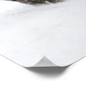 USA, WY, Yellowstone NP, American Bison (Bison) Poster (Hoek)