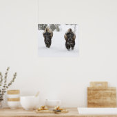 USA, WY, Yellowstone NP, American Bison (Bison) Poster (Keuken)