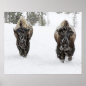 USA, WY, Yellowstone NP, American Bison (Bison) Poster (Voorkant)