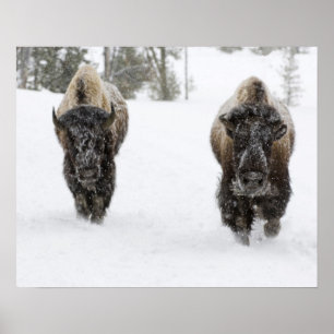 USA, WY, Yellowstone NP, American Bison (Bison) Poster