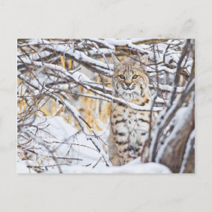 USA, Wyoming, Bobcat sitting in snow covered Briefkaart