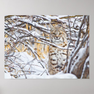 USA, Wyoming, Bobcat sitting in snow covered Poster