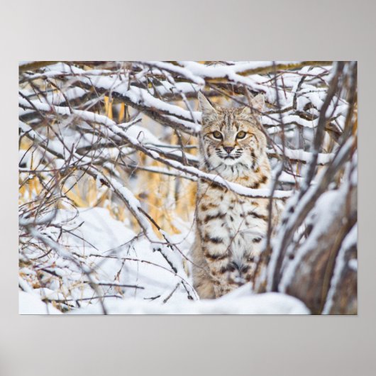 USA, Wyoming, Bobcat sitting in snow covered Poster (Voorkant)