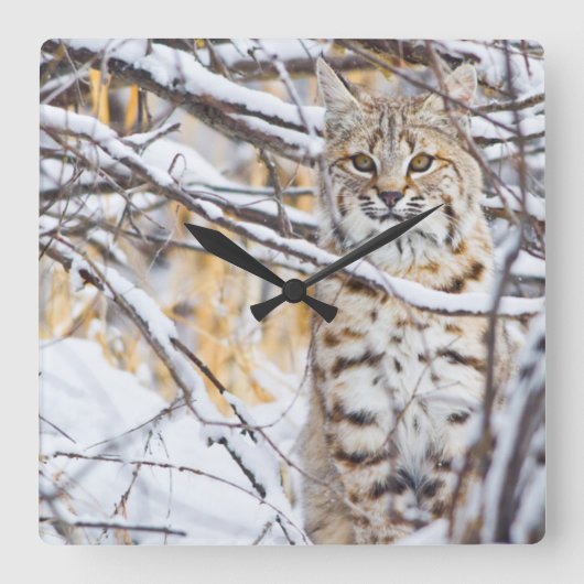 USA, Wyoming, Bobcat sitting in snow covered Vierkante Klok (Voorkant)