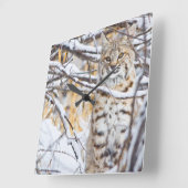 USA, Wyoming, Bobcat sitting in snow covered Vierkante Klok (Hoek)