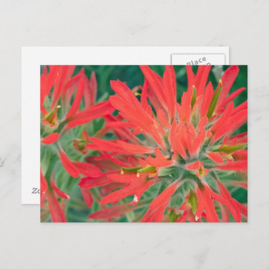 USA, Wyoming, Close-up of Desert Paintbrush Briefkaart (Voorkant / Achterkant)