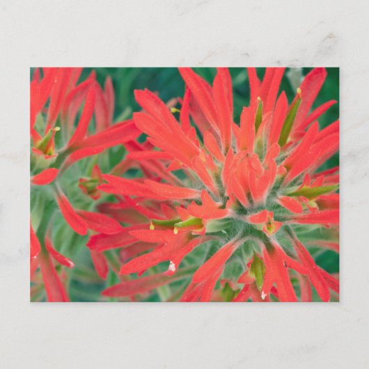 USA, Wyoming, Close-up of Desert Paintbrush Briefkaart (Voorkant)